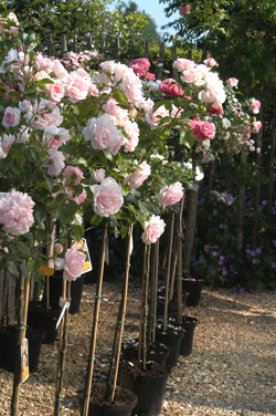 Rosiers Tiges