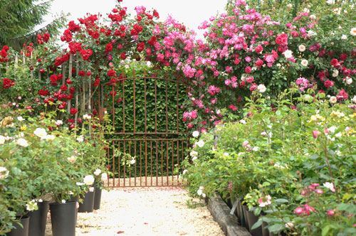Rosiers en Pots