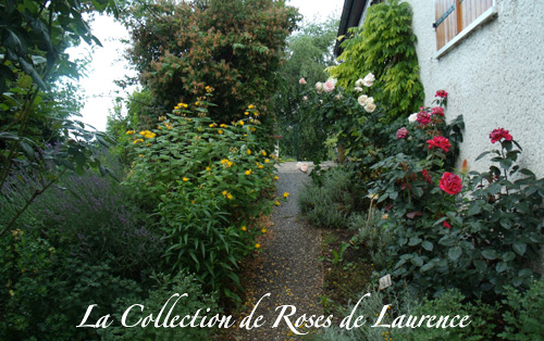 La collection de Roses de Laurence