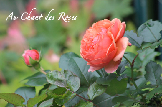 Au Chant des Roses