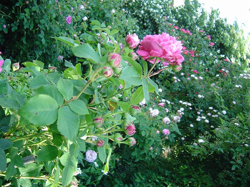 DSC01376