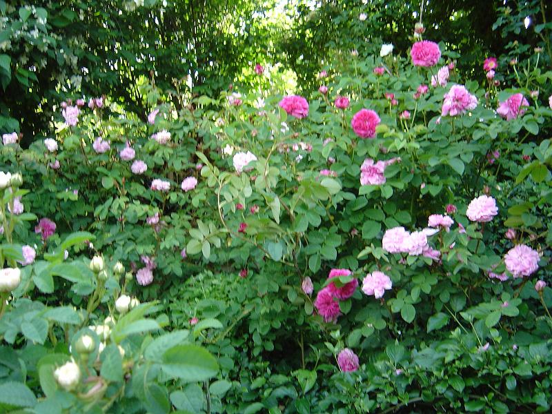 DSC01381