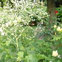 DSC00184