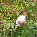 DSC00260