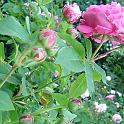 DSC01376