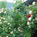 DSC01395