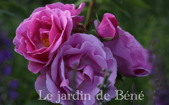 Le Jardin de Bene