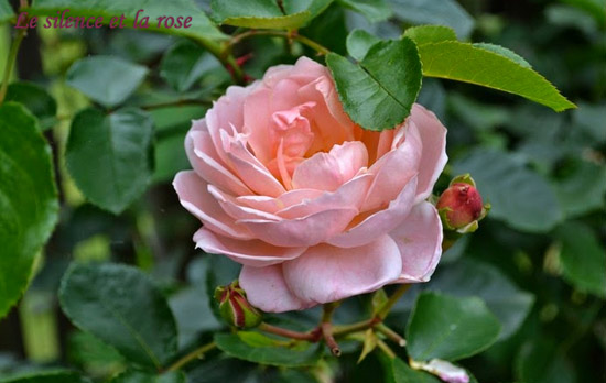 Le silence et la Rose
