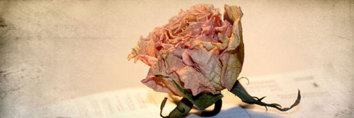 Glossaire des Roses