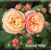New Roses