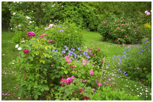 Rosiers et Vivaces
