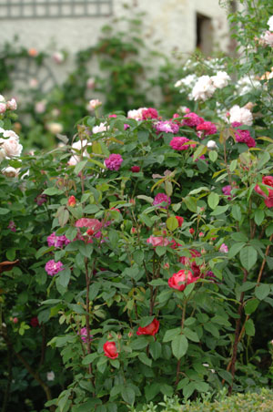 Roses