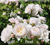 Favoriete rozen