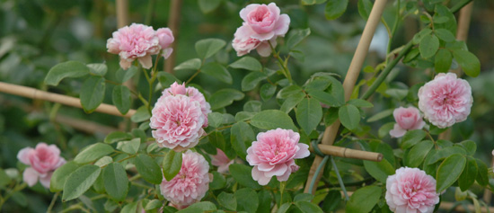 Catalog Roses