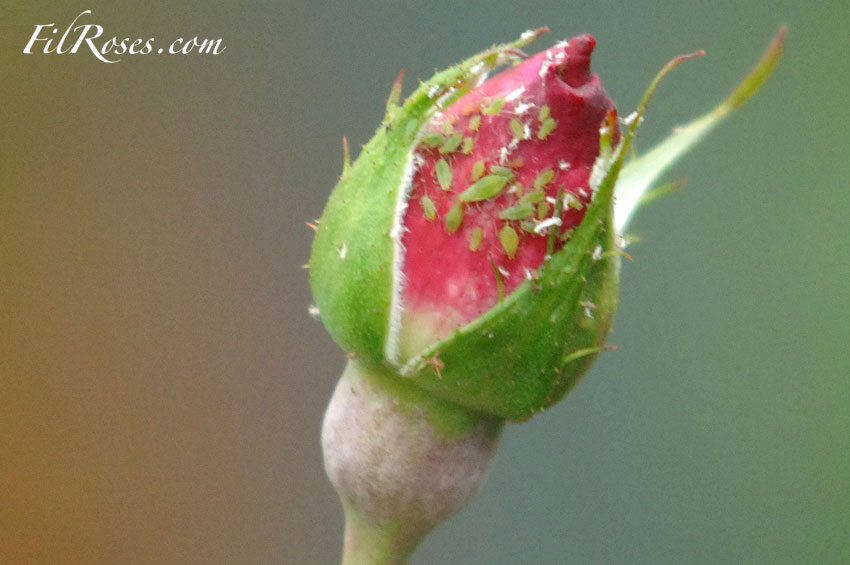 comment traiter rosiers contre pucerons