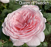 Rose bush of the week