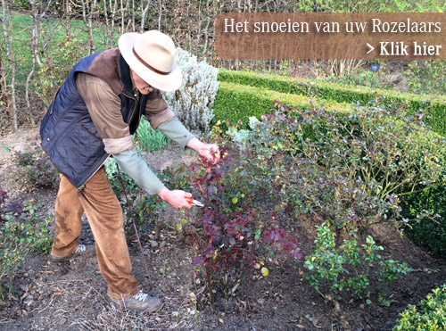 Rozen snoeien