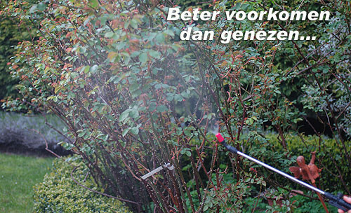 De pulvérisatie van uw Rozelaars