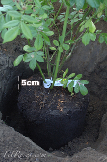 Bury the ball of earth in his entirety 5 cm under the ground