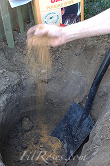 Dig a hole of 70x70 cm and trow a handful powder of bones