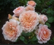 Festival des Jardins de Chaumont