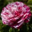 Emilia Castelli