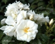 Opalia Tige 110 (Flower Carpet White)