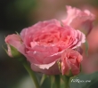 Amandine Chanel