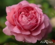 Princess Alexandra of Kent