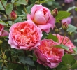 Boscobel rose