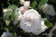 Aspirin Rose