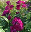 Purple Siluetta
