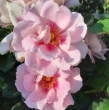 Oriental Magnolia