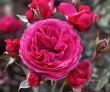 Dolce