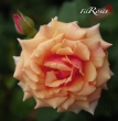 Aloha climber Kordes