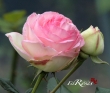 Eden Rose (Pierre de Ronsard)