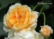 Crown Princess Margareta