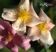 Mutabilis