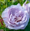 Lady Parfume