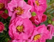 Orienta Djamila