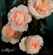 Parfum de Mireille