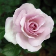 La Rose du Petit Prince