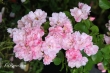 Mareva (Flower Carpet Apple Blossom)