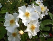 Kew Gardens