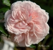 Garden Of Roses (Joie de Vivre)