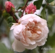 A Shropshire Lad