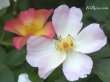 The Alexandra Rose