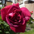 Crimson Glory Clg