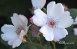 Astronomia (Sweet Pretty)