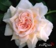 Sweet Love (Chando's Beauty)